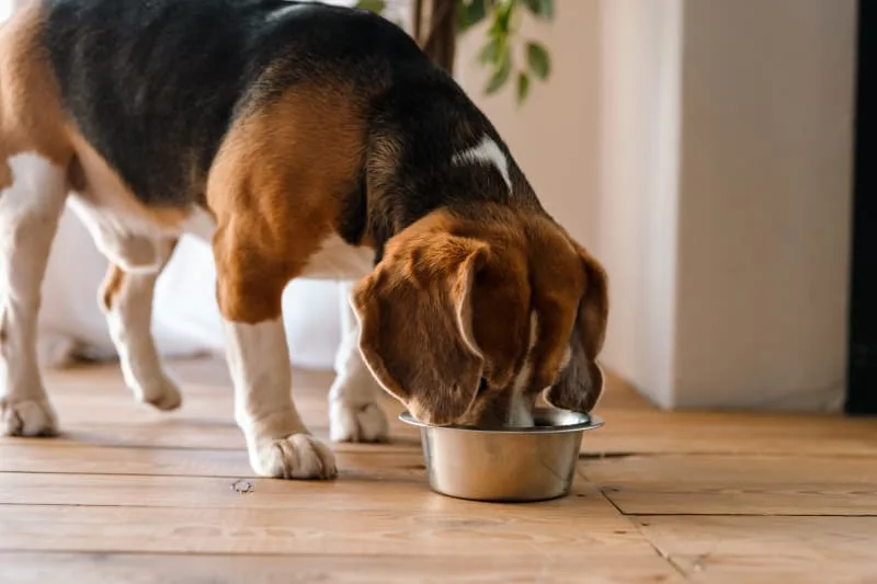 Best Food for Dogs With Allergies