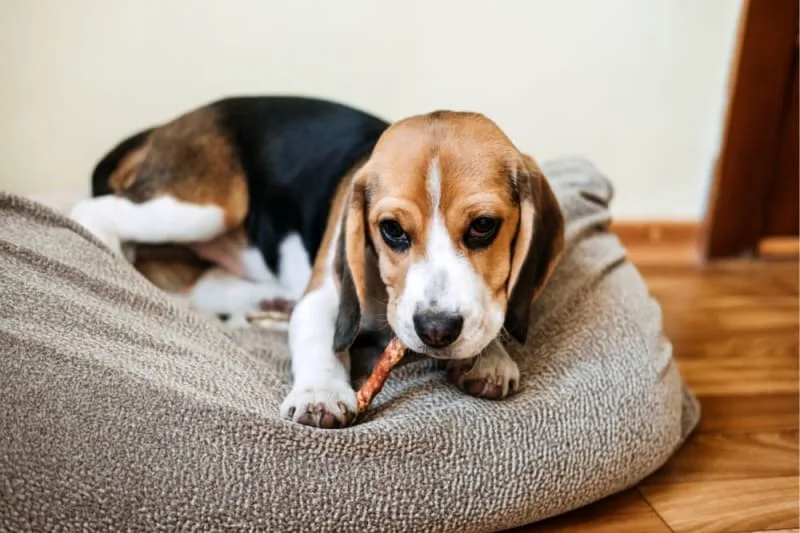 Best Food for Canine Dental Health