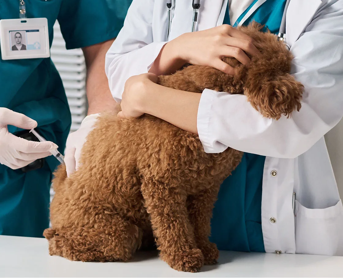stem cell therapy on a poodle