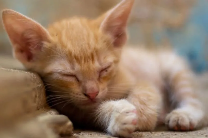 Kitten Age Chart: How to Tell How Old a Kitten Is?