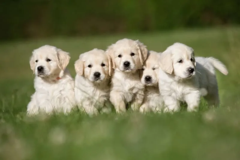 Puppy’s First Vet Visit: Checklist & What to Expect