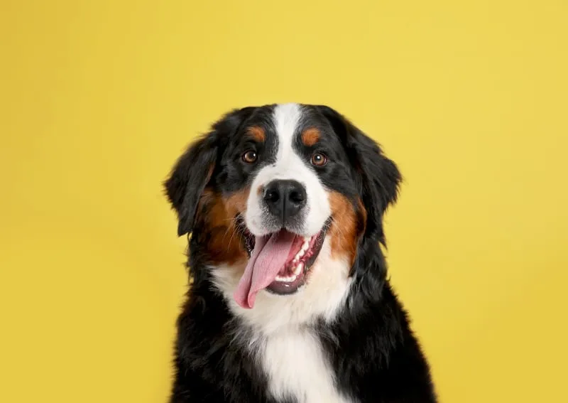 Causes of Bad Breath in Dogs