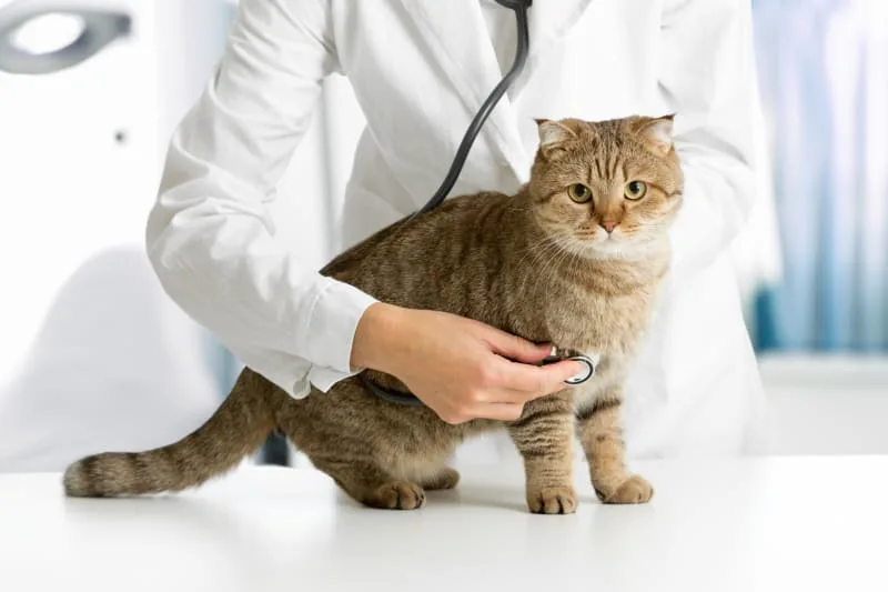Kidney Failure in Cats Explained