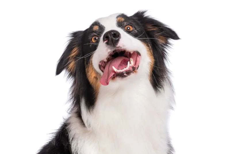 Why Is Dog Dental Care Important? How To Clean Your Dog's Teeth