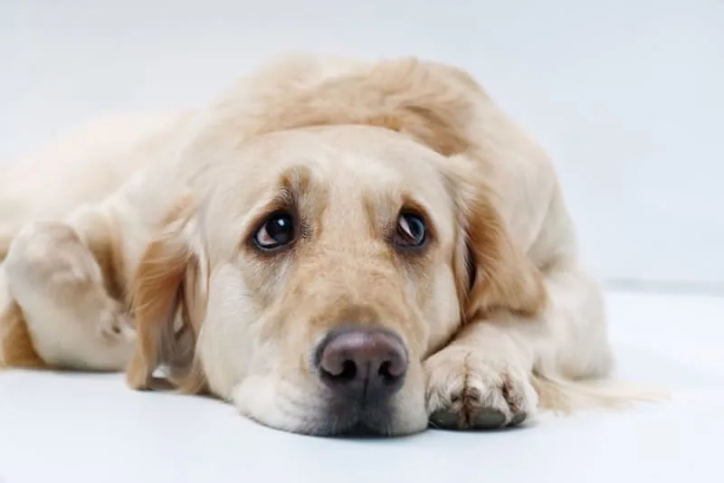 Treatment for Cushing's Disease in Dogs