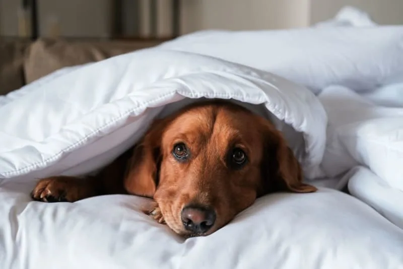 Dog Laryngitis: Symptoms & Treatment