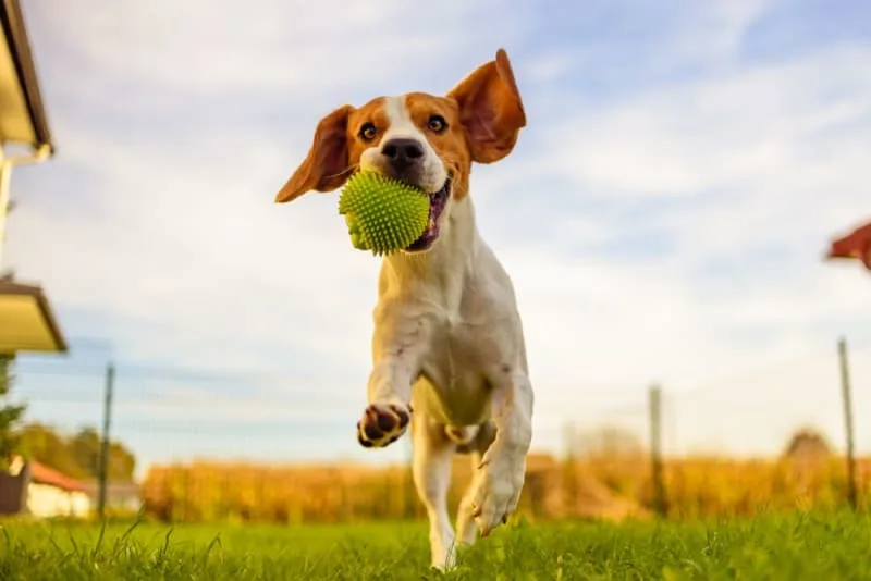 Cranial Cruciate Ligament (CCL) Surgery in Dogs