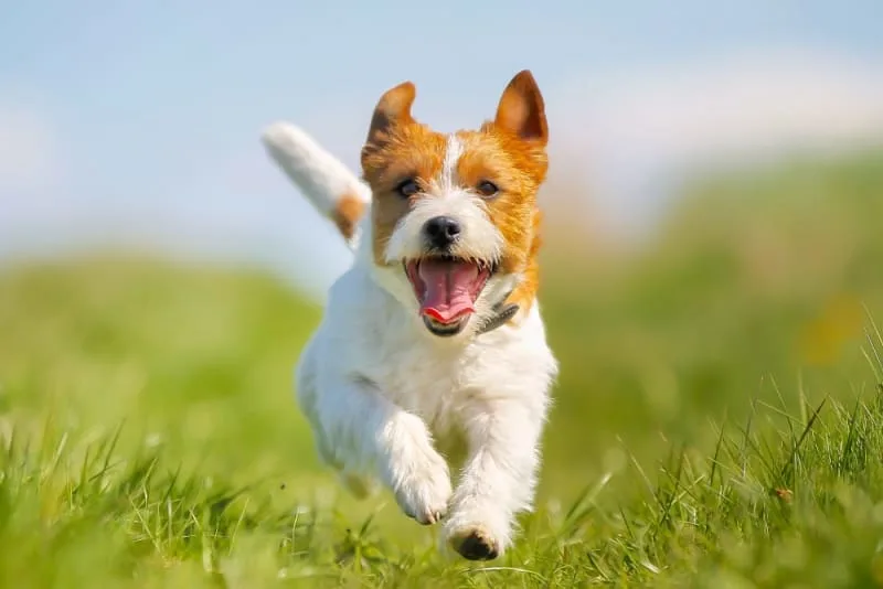 Can a Vaccinated Dog Get Rabies?