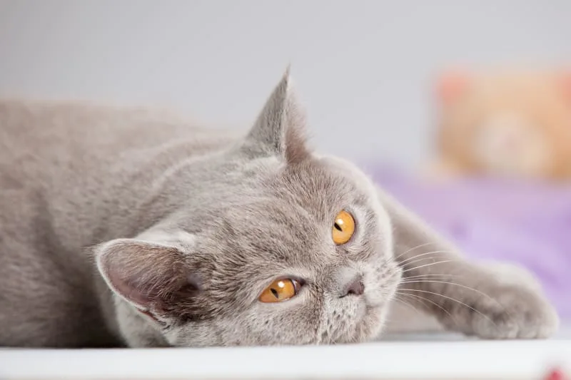Bordetella in Cats - What You Need to Know
