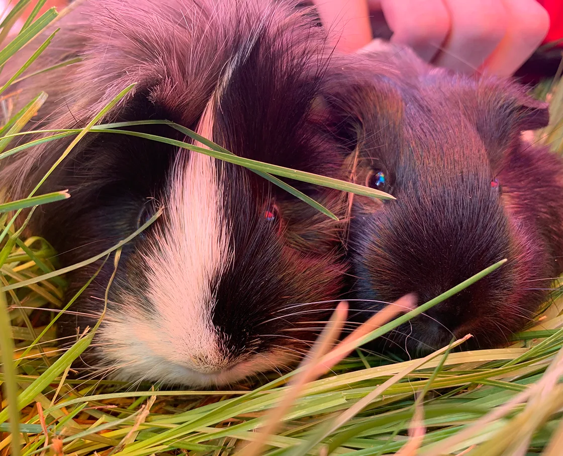 Two guinea pigs in grass