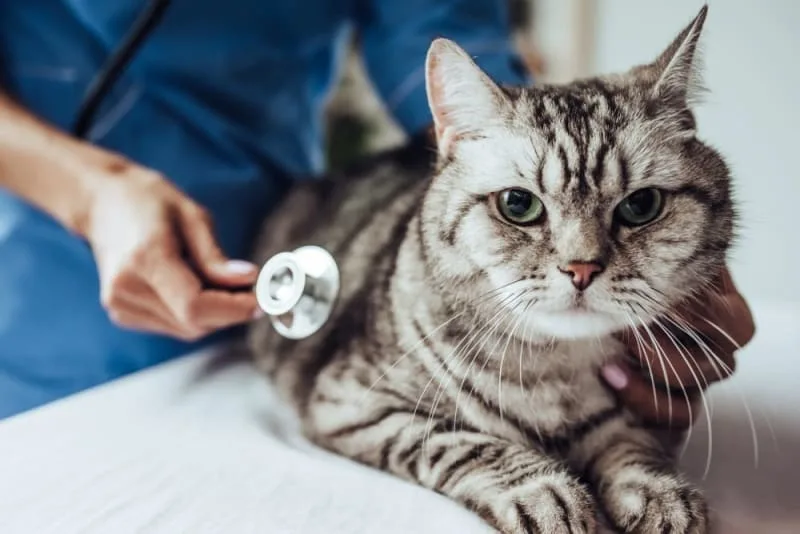 Cat Hernia Surgery