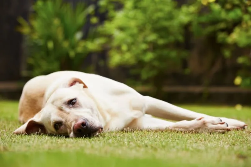 My Dog Stops Walking & Won't Move. Why?