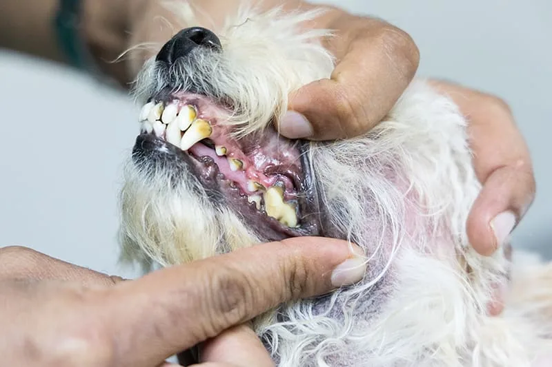 Periodontal Disease in Dogs