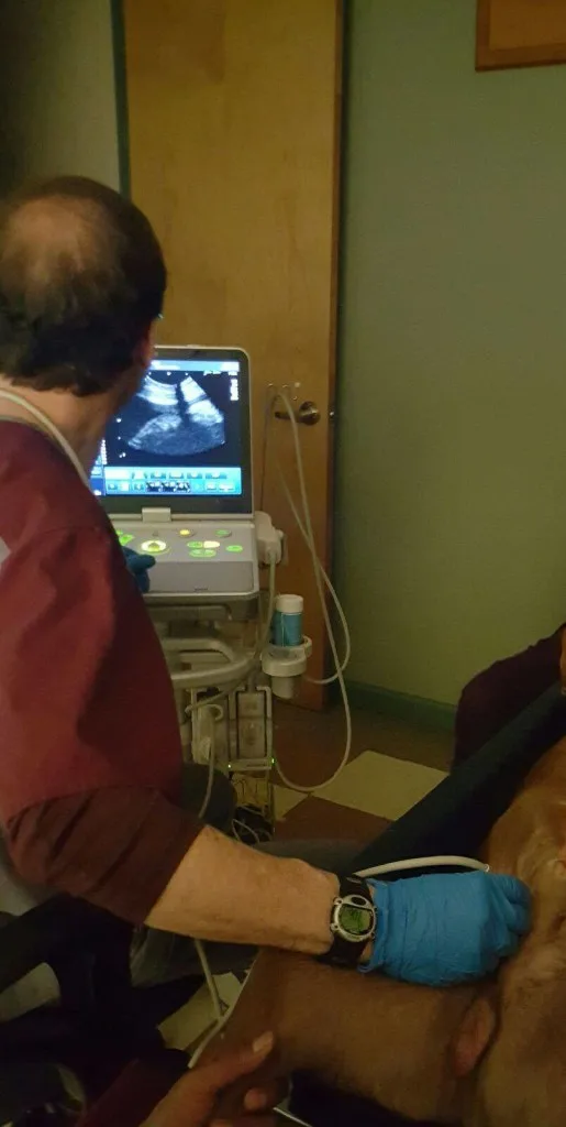 Veterinary X-Rays & Diagnostics