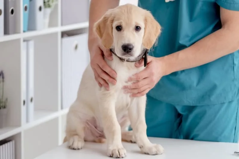 Puppy Vaccination Schedule