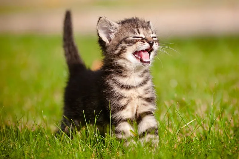 How Often You Should Take Your Cat to The Vet