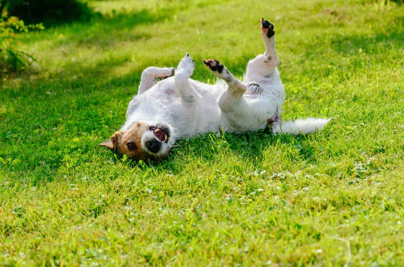How to Help a Dog With Allergic Dermatitis