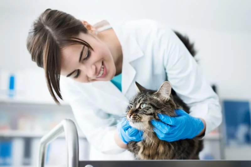 Should I Get My Indoor Cat Vaccinated? Why & When to Do It