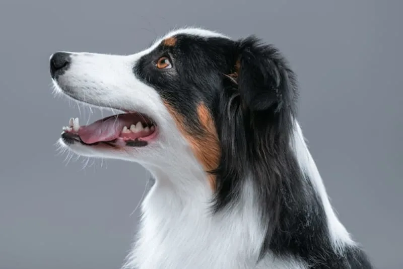 Common Dental Problems in Dogs