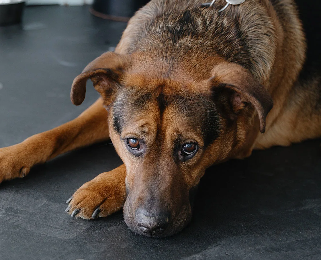sad looking shepherd dog on floor