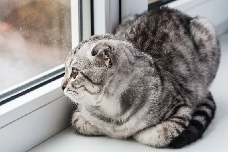 How Long Can You Leave a Cat Alone?