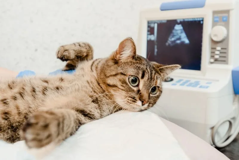 Diagnostic Imaging for Your Cat or Dog