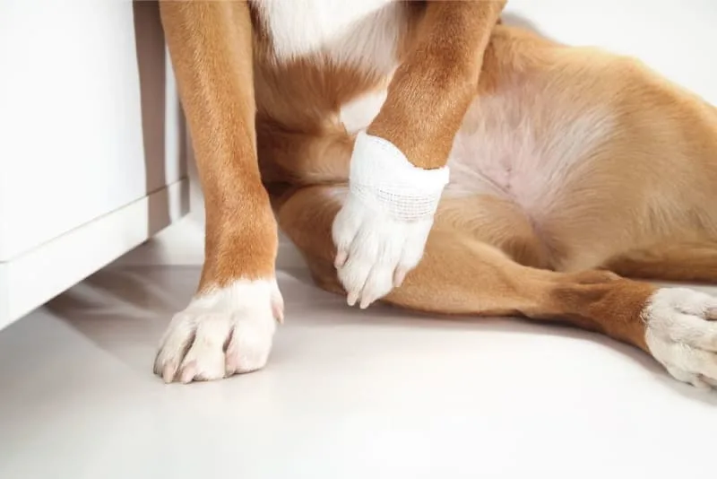 Why is my dog limping?