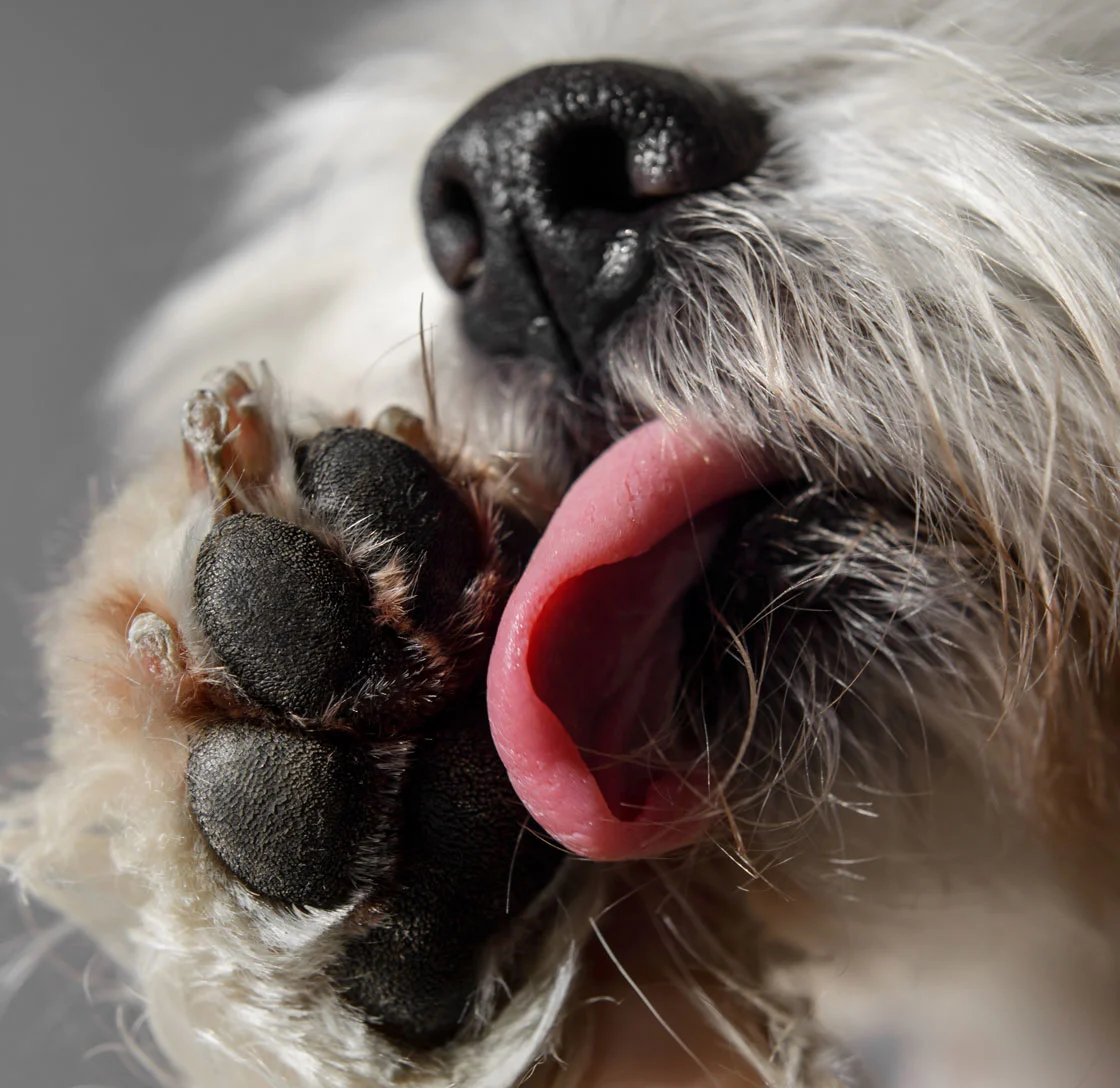 Paw Licking