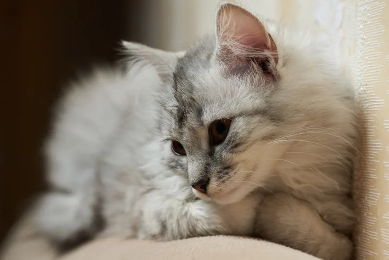 Pneumonia Signs & Treatment in Cats