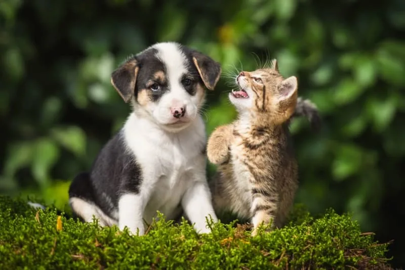 Puppy & Kitten: Are They a Good Match?