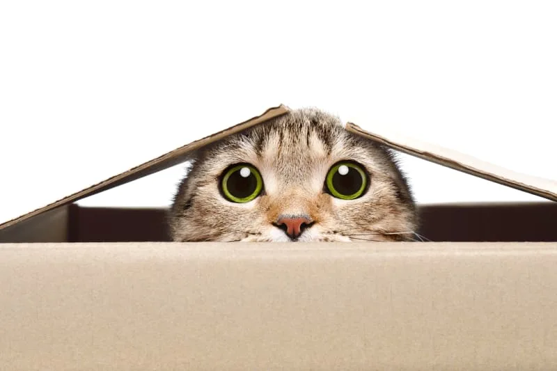 Ear Mites in Cats: Causes, Treatment & Prevention