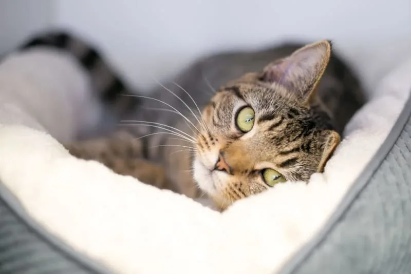 Signs of Pain in Cats & What Can Help