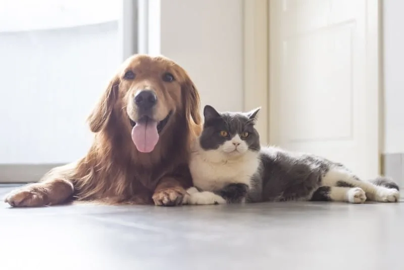 Routine Care Checklist: Keeping Your Pet Happy And Healthy