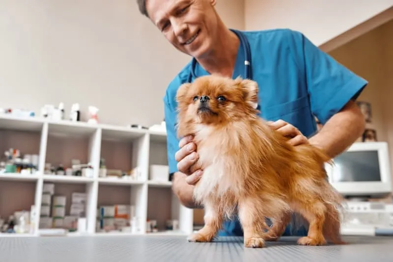 Making the Most of Your Pet's Routine Exam: What to Ask Your Vet