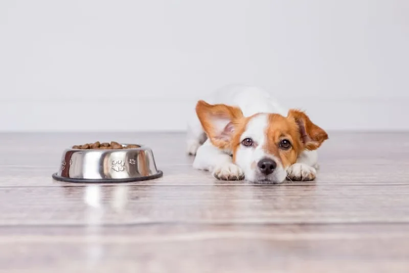 Why isn't my dog eating?