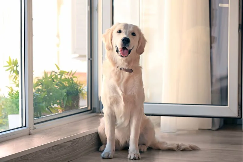 Dog Breeds & Cancer Risk