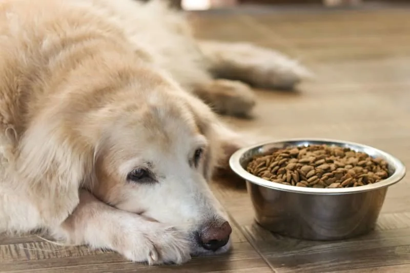 Pet Eating Problems: Why Won't My Dog Eat?