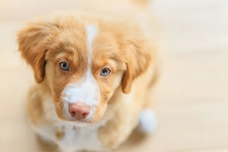 A Puppy Wellness Exam: What To Expect