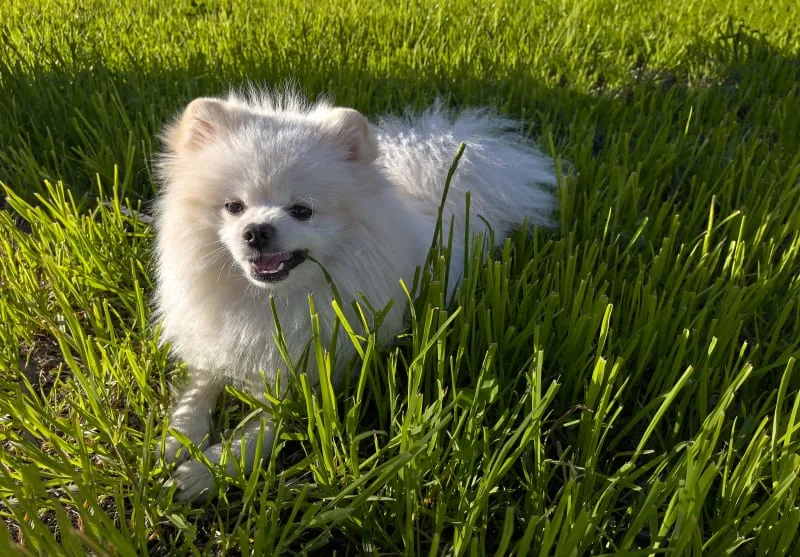 Dogs Eating Grass: Why Do They Do It