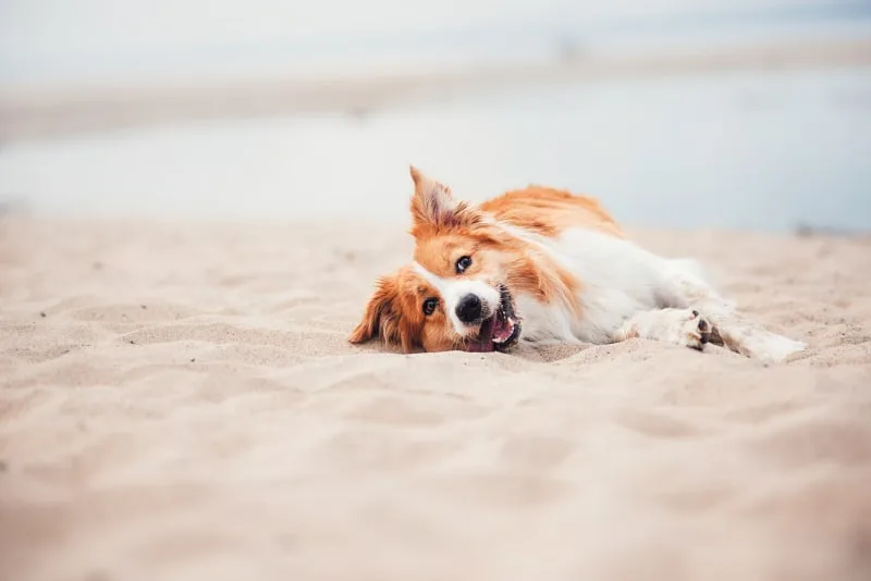 Does Your Dog Have Heatstroke? What You Should Do