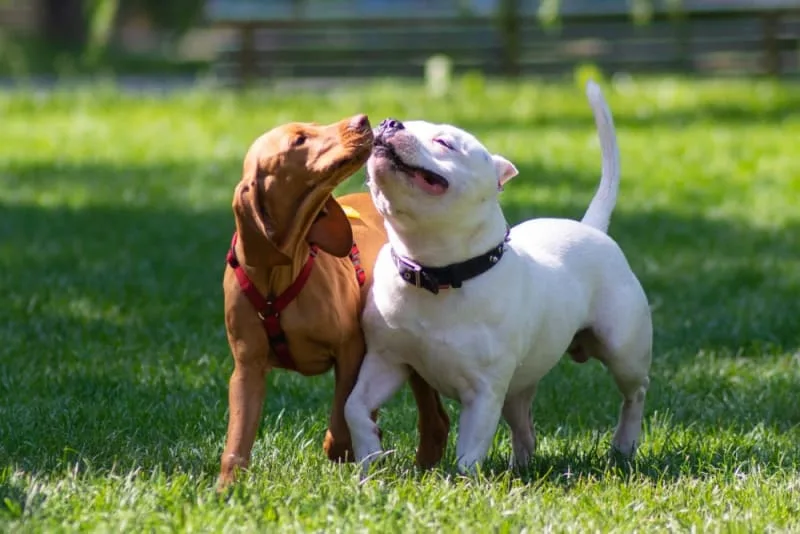 Is It Better to Have Two Dogs?