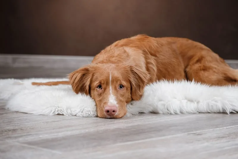 How to Treat Anemia in Dogs