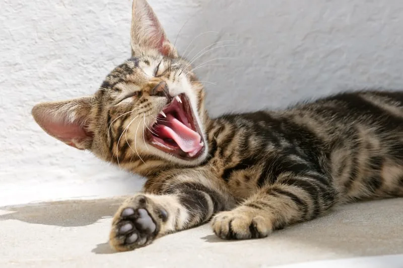 Why Your Is Kitten Teething