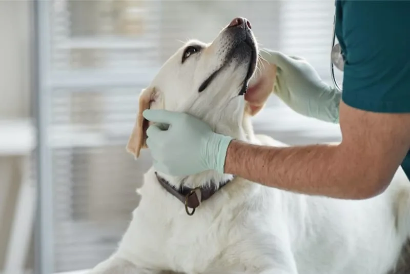 Can a Vaccinated Dog Get Rabies?