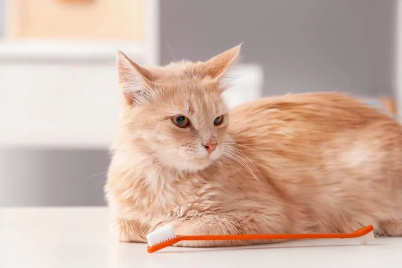 Signs of Gingivitis In Cats