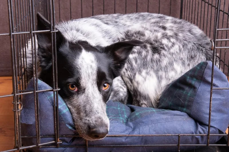 The Most Common Dog Illnesses: Symptoms and Treatment