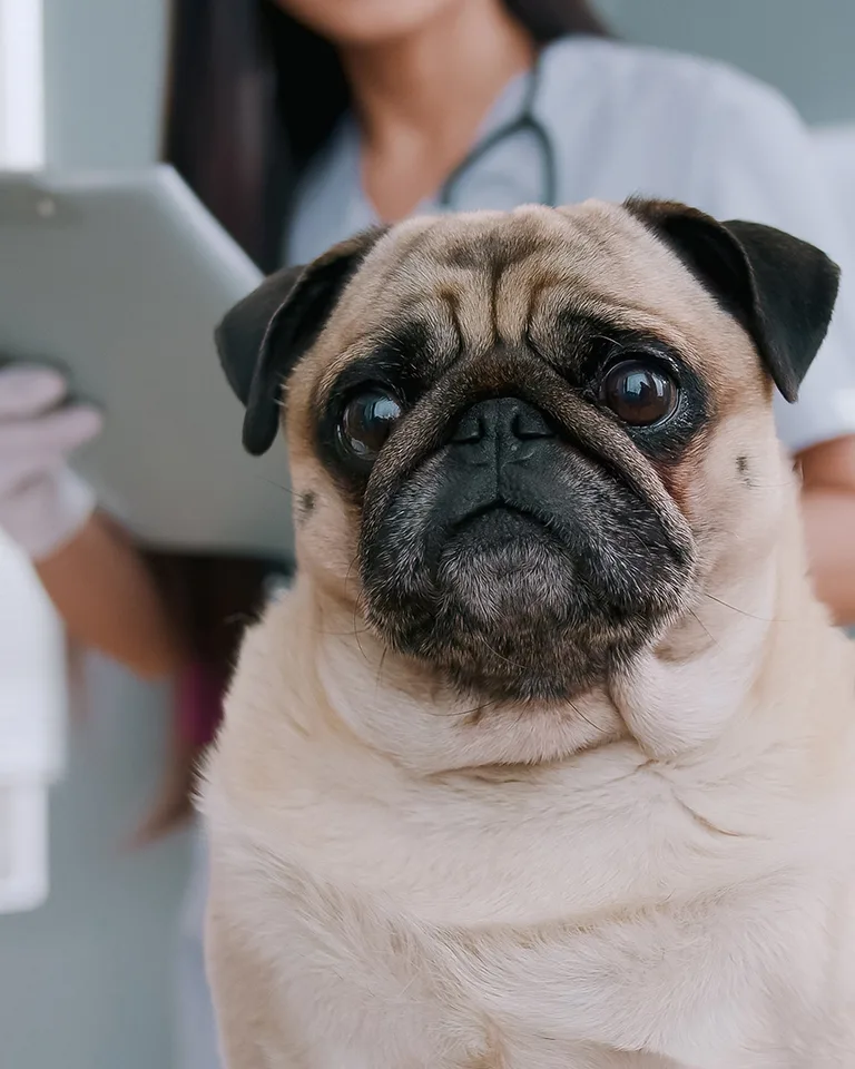 pug with technician going through chart in background