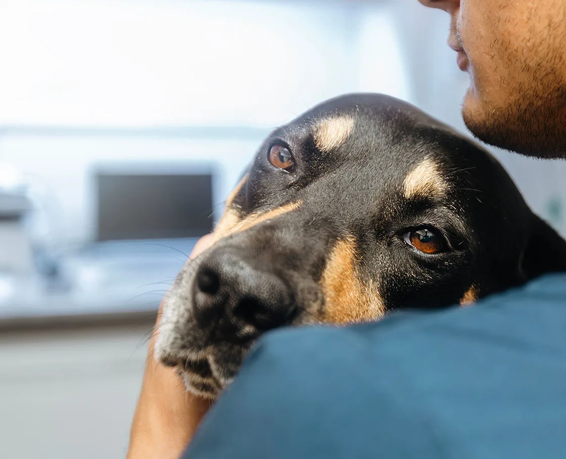 sad hound on shoulder of tech