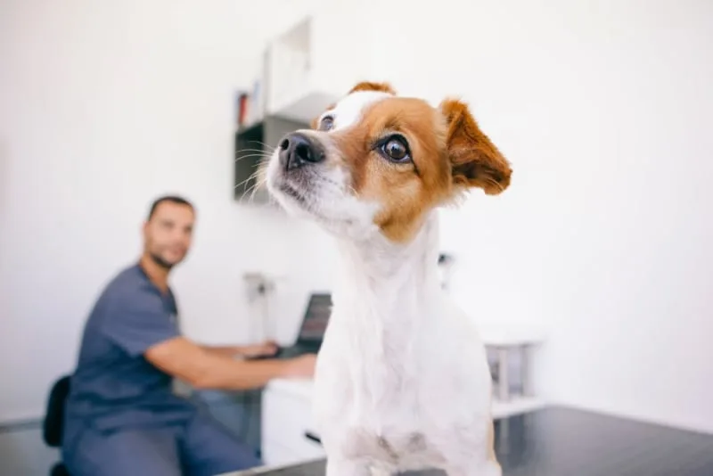 Understanding Blood Tests for Dogs