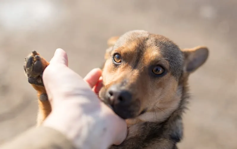 What is Whipworm in dogs?
